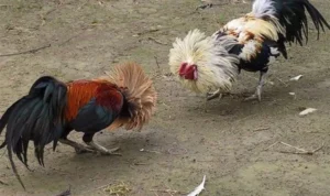 Đá Gà Sabong Tại KuWin