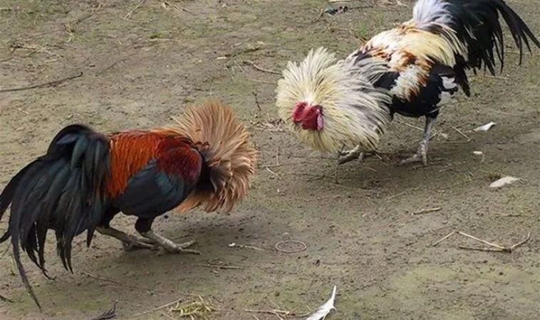 Đá Gà Sabong Tại KuWin